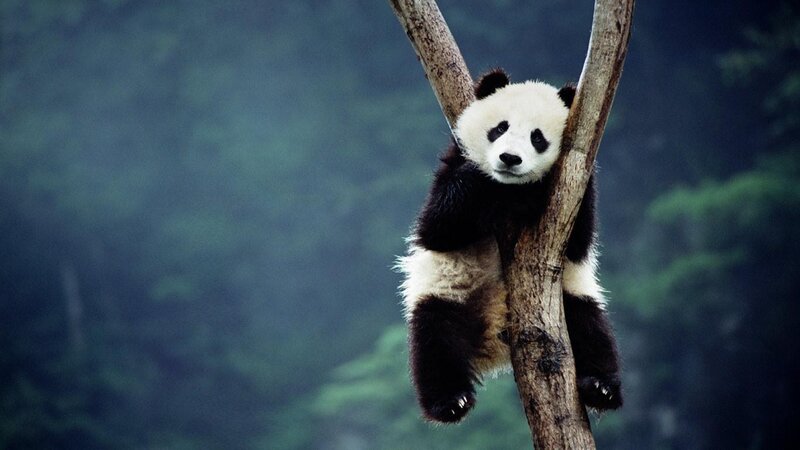 Panda Cub in Tree — Black, Calm, Photograph, Forest, White
