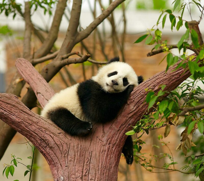 Panda Cub in Tree — Black, Peaceful, Afternoon