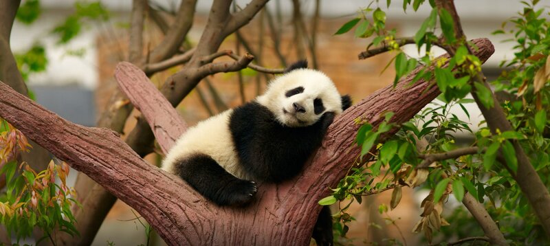 Panda Cub in Tree — Black, Peaceful, Spring