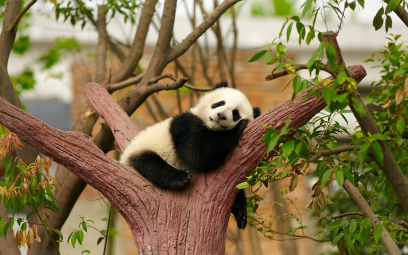 Panda Cub in Tree — Black, Peaceful