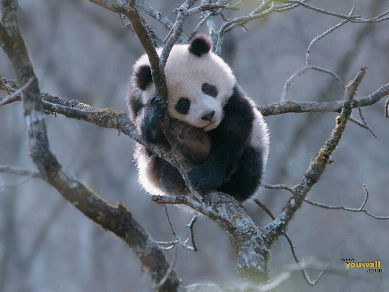 Panda Cub in Tree — Black