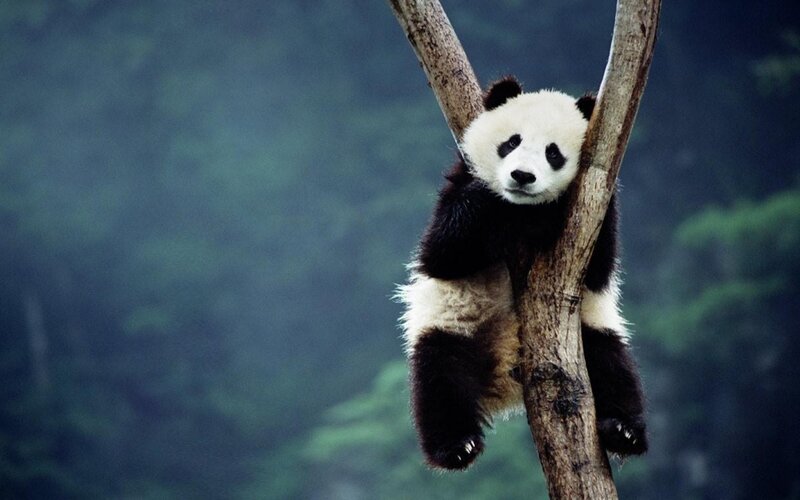 Panda Cub in Tree — Green, Calm, Photograph