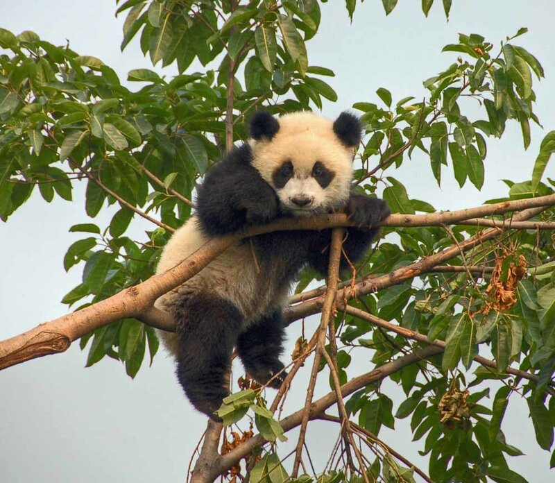 Panda Cub in Tree — Green, Calm