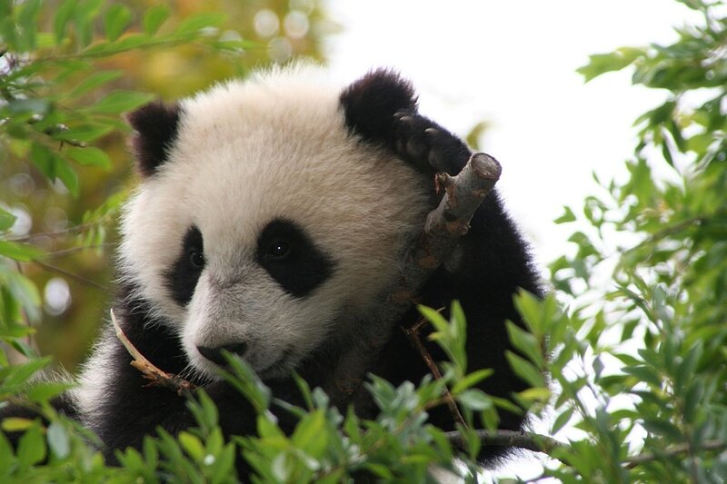 Panda Cub in Tree — Green