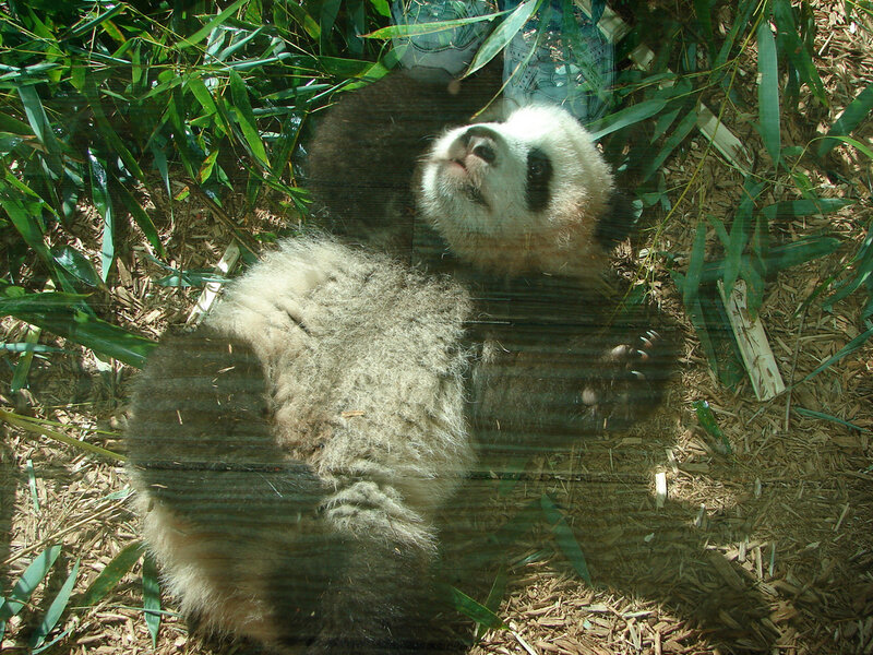 Panda Cub Lying Down