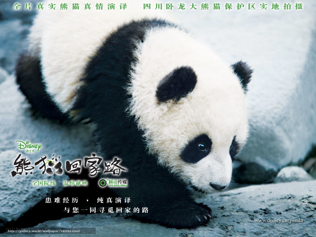 Panda Cub Movie Poster