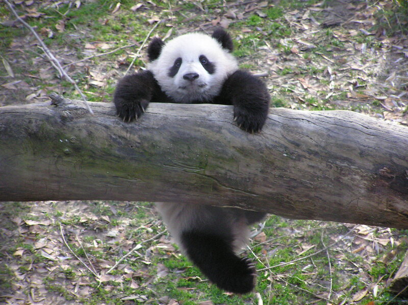 Panda cub on a log