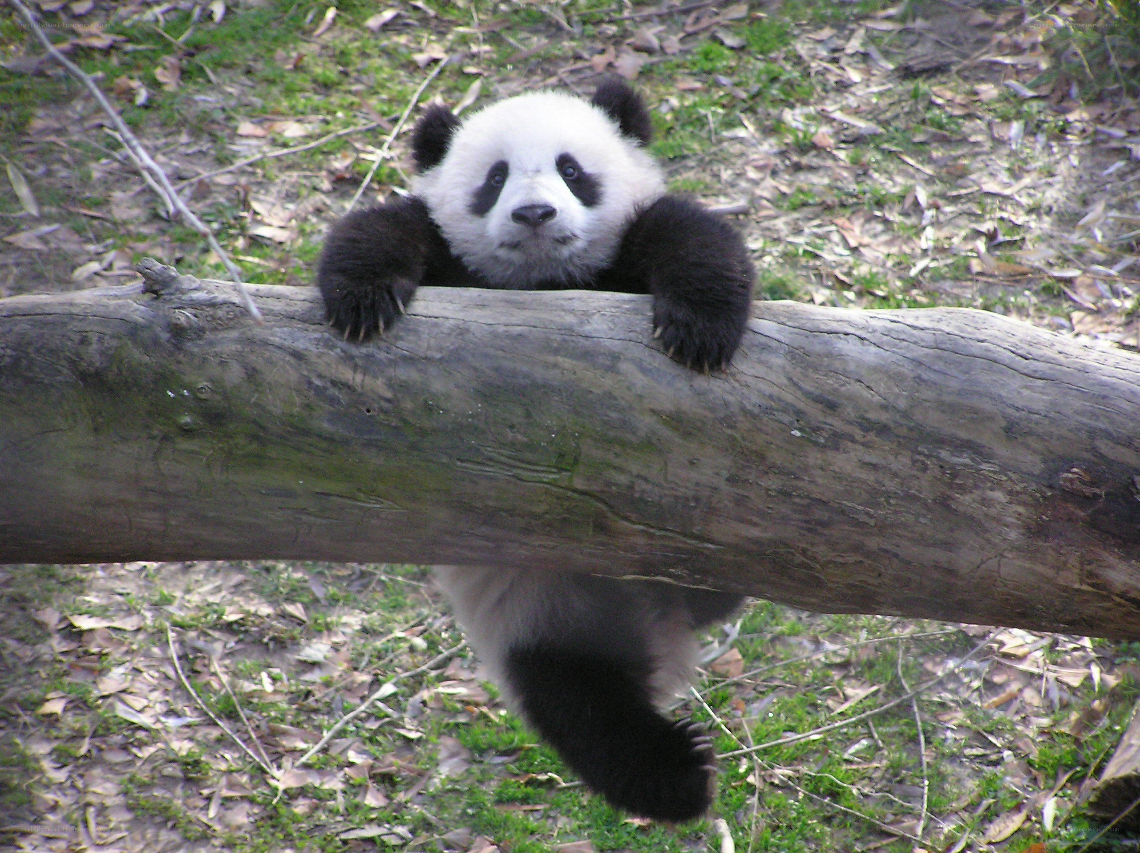 Panda cub on a log