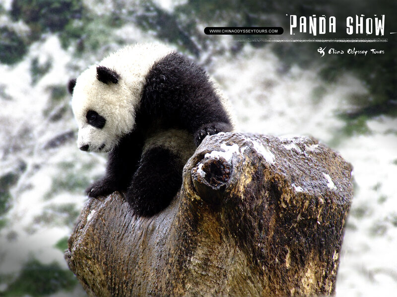 Panda cub on a log