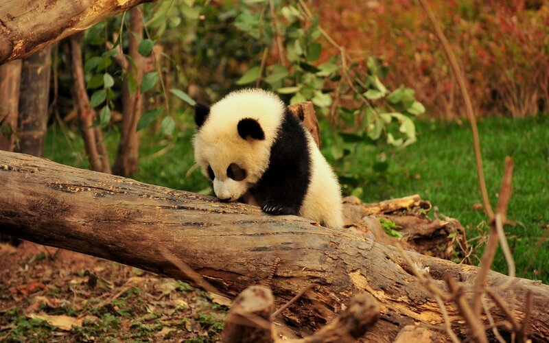 Panda cub on a log