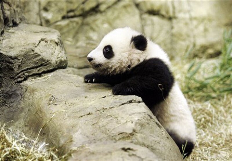 Panda cub on a rock