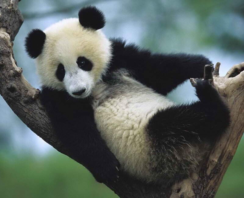 Panda cub on a tree branch