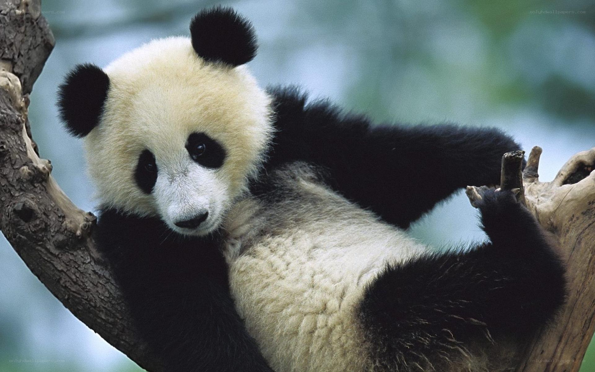Panda cub on a tree branch