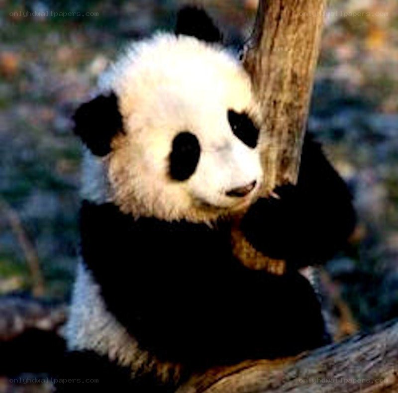 Panda cub on a tree