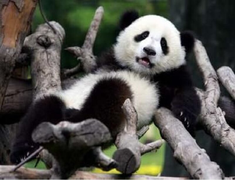 Panda Cub on Branches