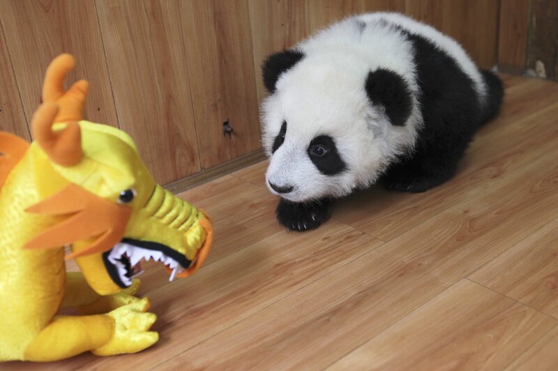Panda Cub on Floor