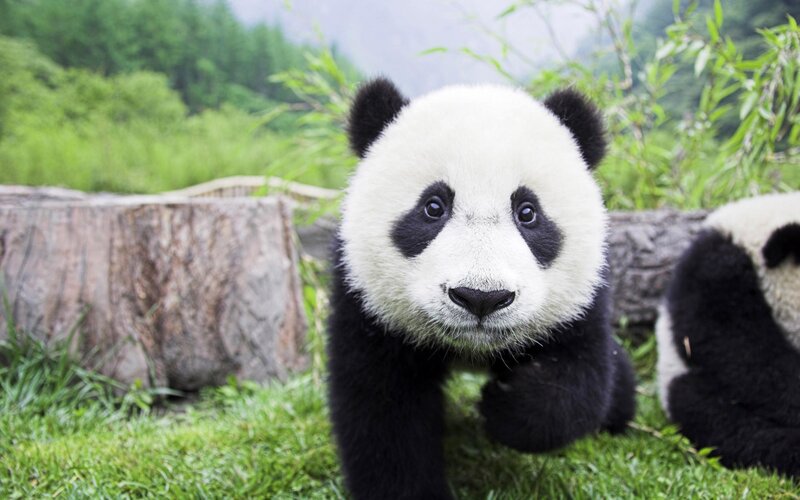 Panda Cub on Grass — Green, Calm, Morning