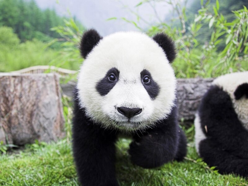 Panda Cub on Grass — Green, Calm