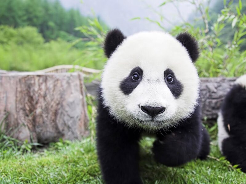 Panda Cub on Grass — Green