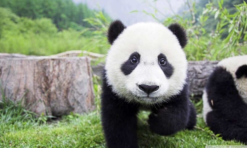 Panda Cub on Grass
