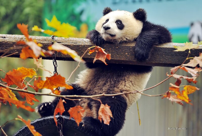 Panda Cub on Log — Black, Calm, Autumn