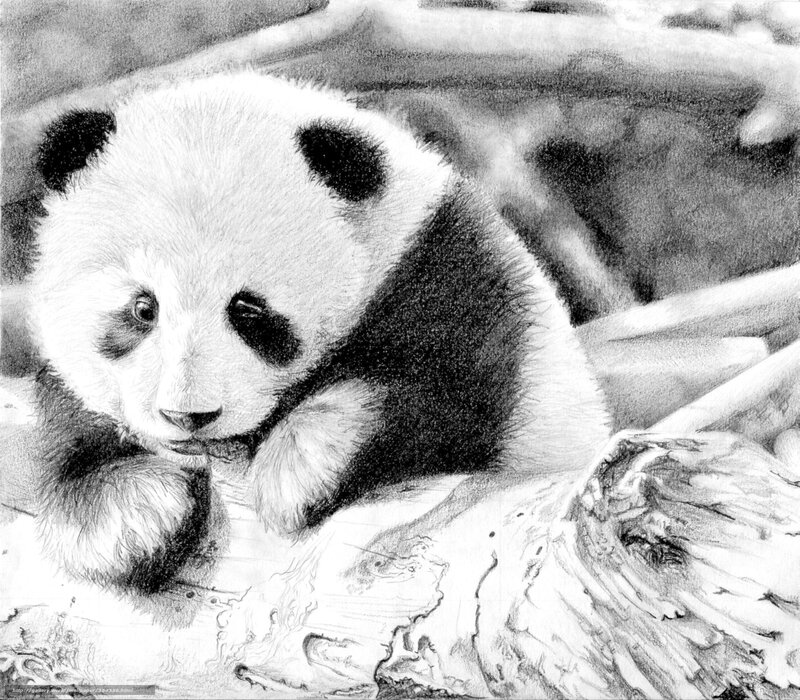 Panda Cub on Log — Black, Calm, Illustration, Forest