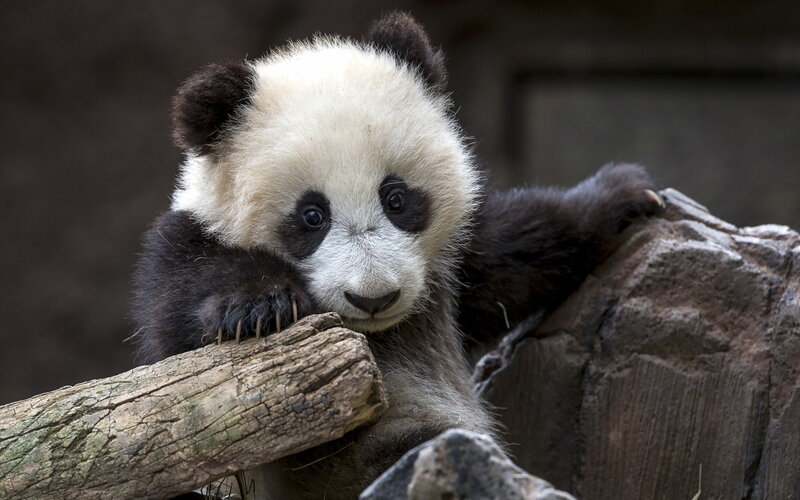 Panda Cub on Log — Black, Calm, Photograph, Rock