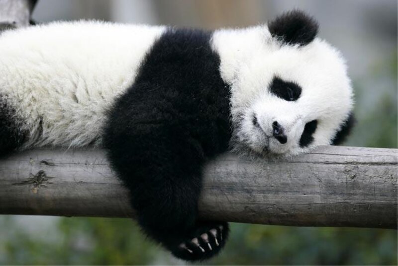Panda Cub on Log — Black, Calm, Photograph