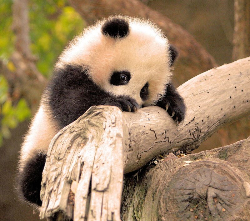 Panda Cub on Log — Black, Calm, Photograph, Tree, Forest