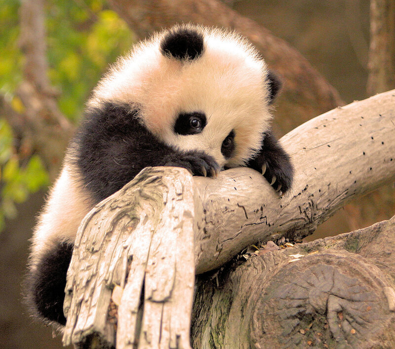 Panda Cub on Log — Black, Calm, Photograph, Tree