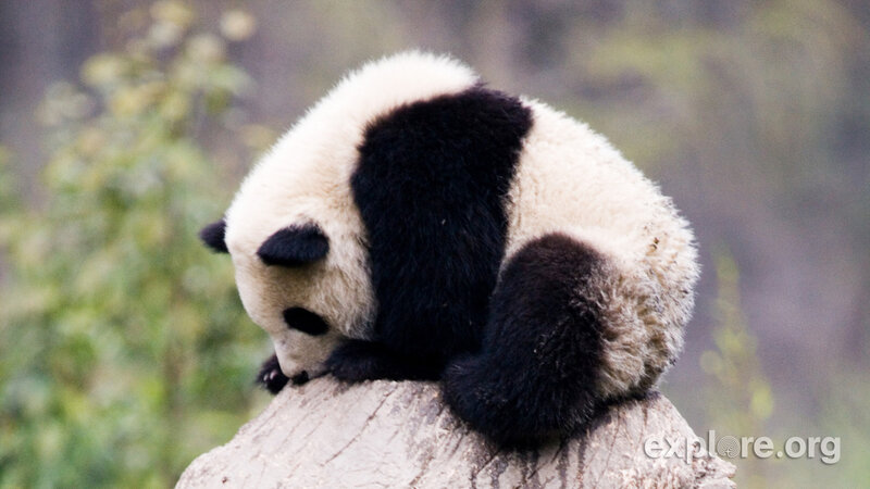 Panda Cub on Log — Black, Calm