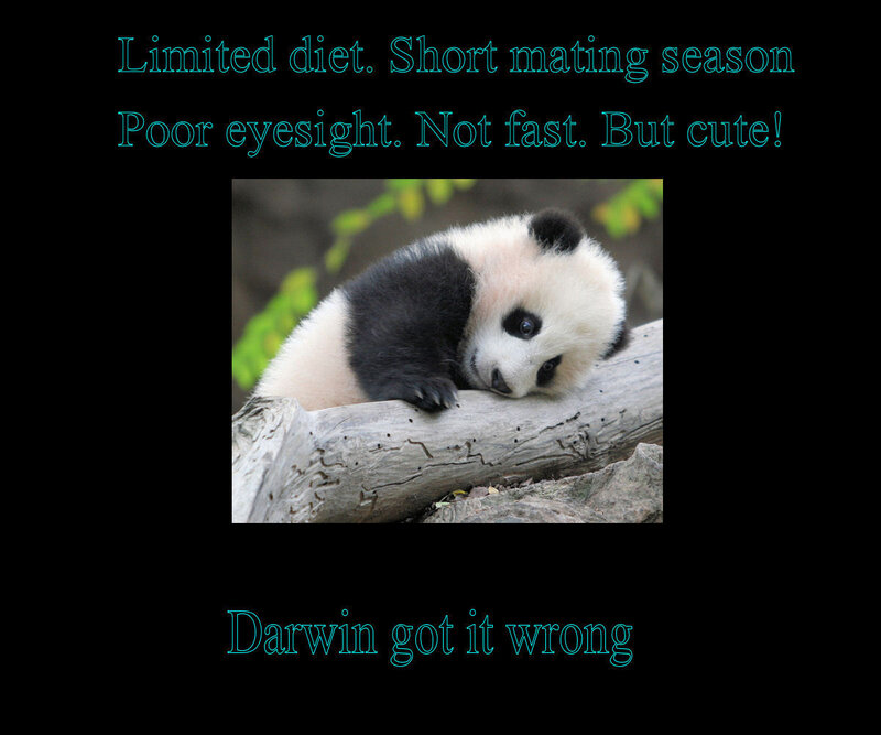 Panda Cub on Log — Black