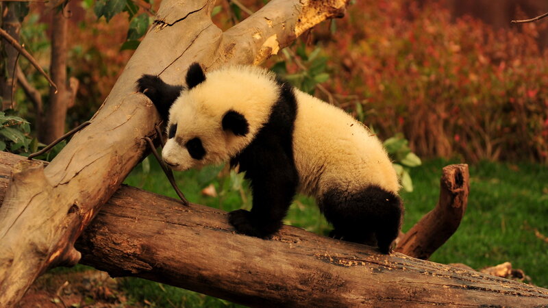 Panda Cub on Log — Brown, Calm, Afternoon
