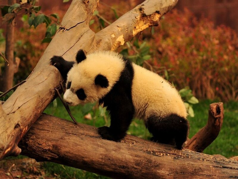 Panda Cub on Log — Brown