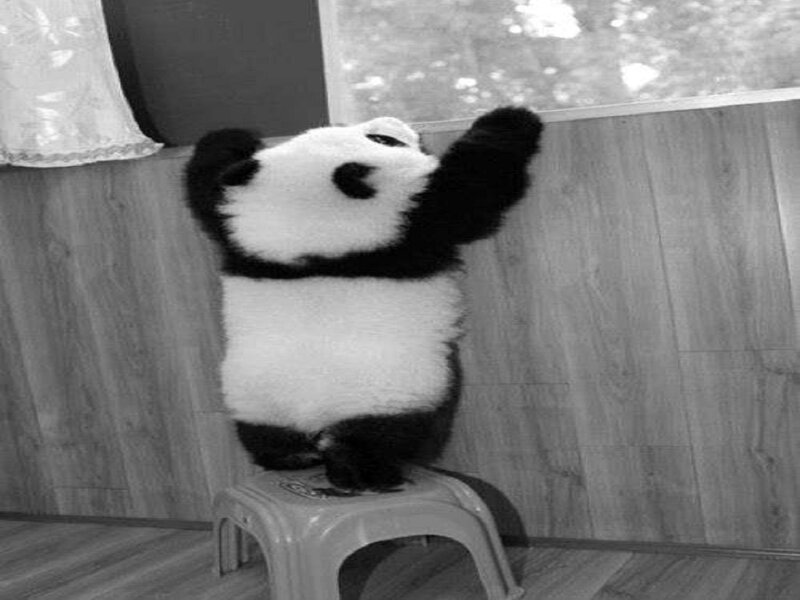 Panda Cub on Stool