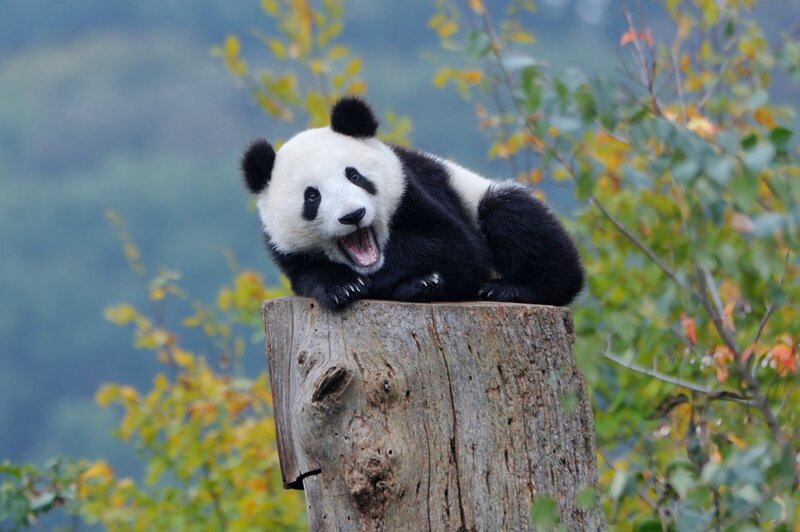 Panda Cub on Stump — Black
