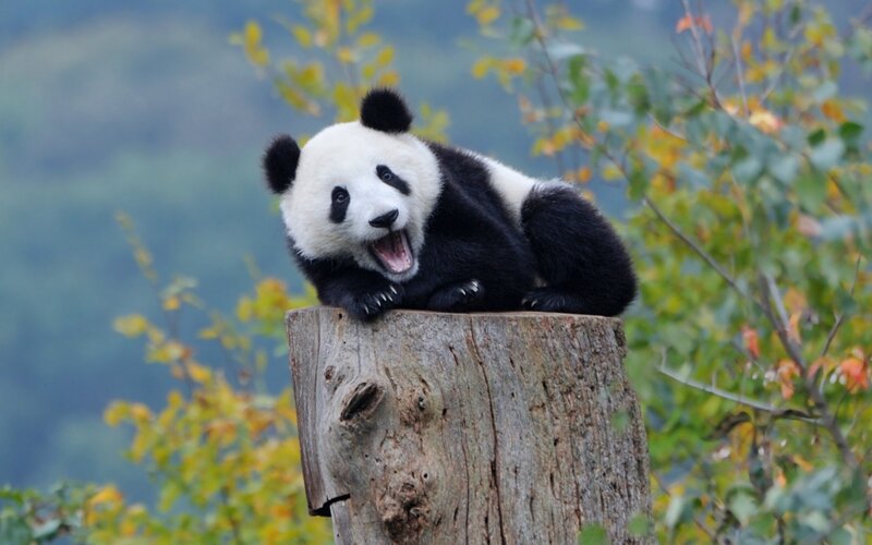 Panda Cub on Stump