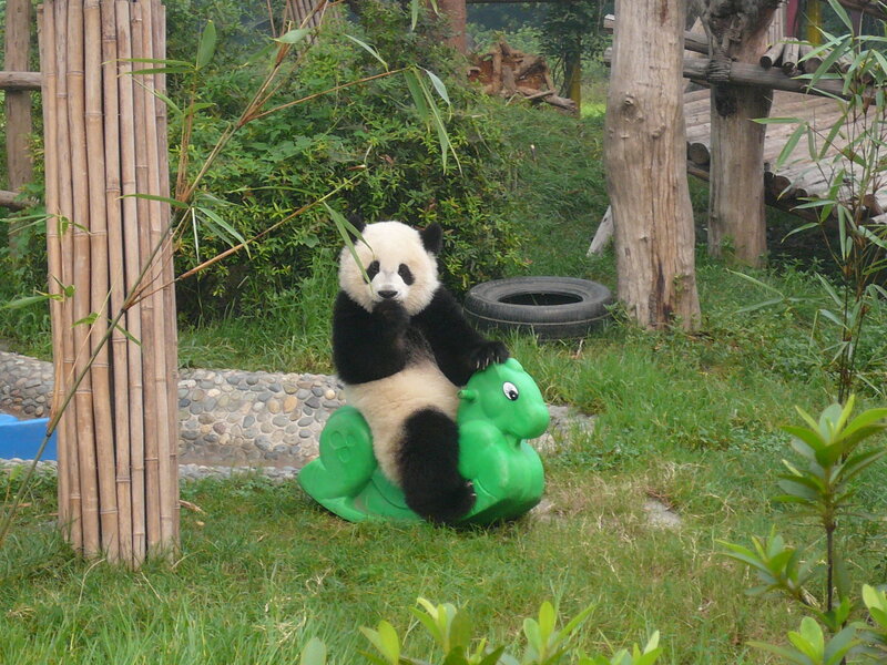 Panda Cub on Toy