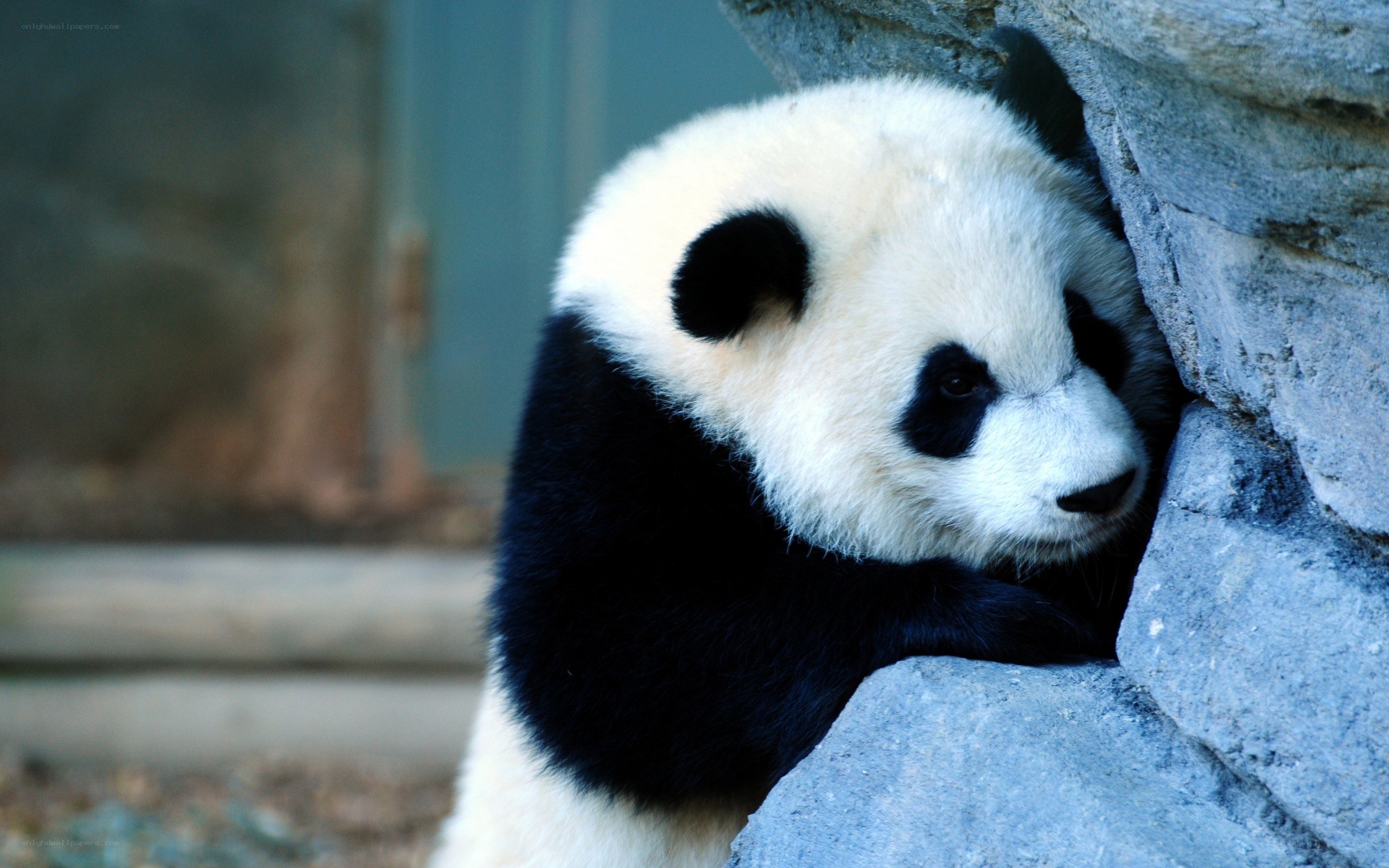 Panda cub resting on rock