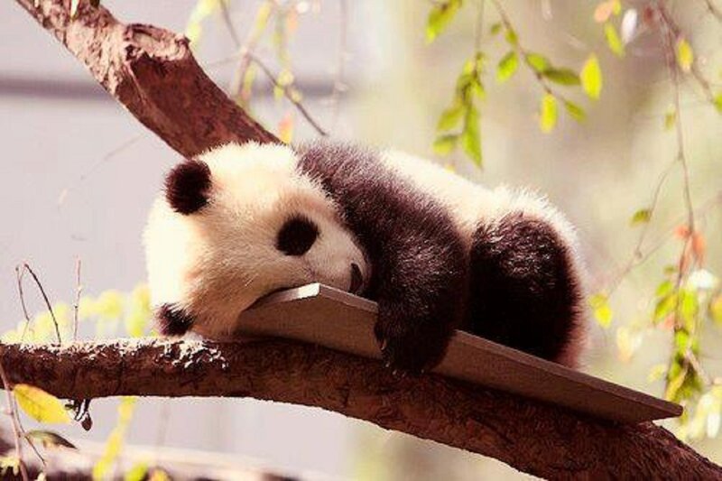 Panda Cub Sleeping — Black