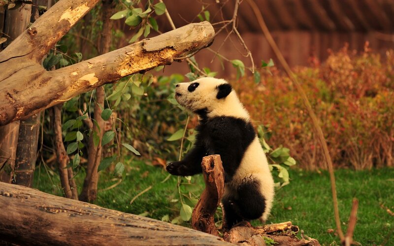 Panda Cub Standing