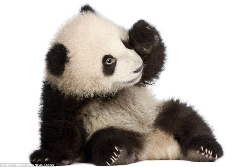 Panda Cub