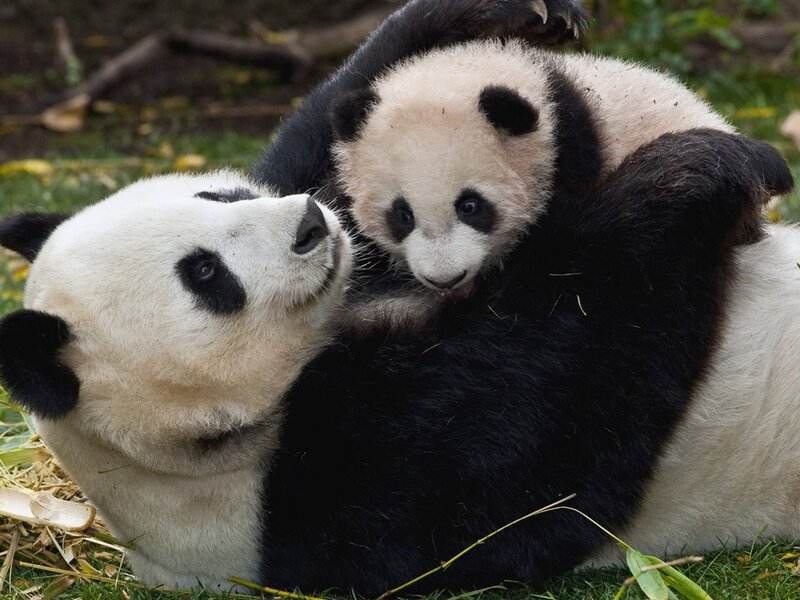 Panda Cub with Adult