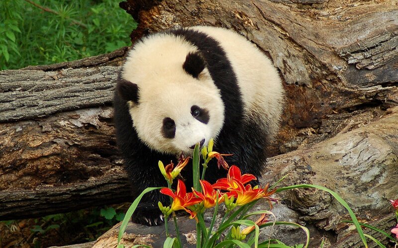 Panda cub with flowers