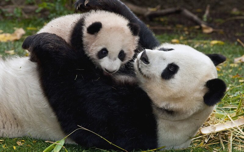 Panda Cub with Mother