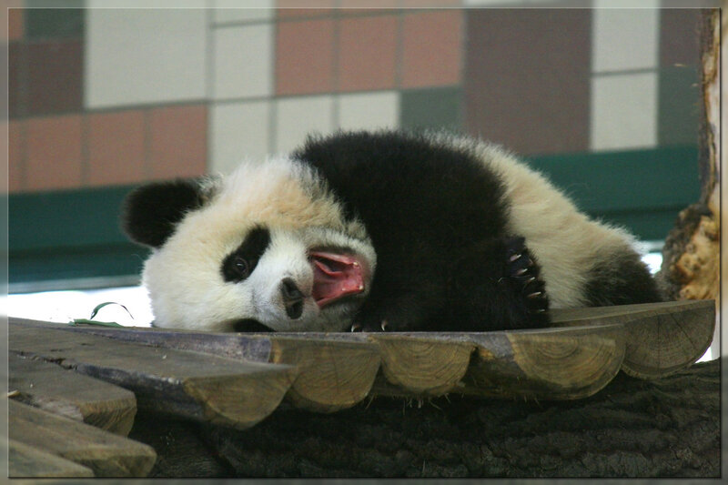 Panda cub yawning