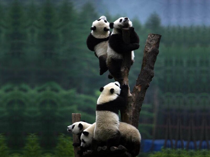Panda Cubs Climbing