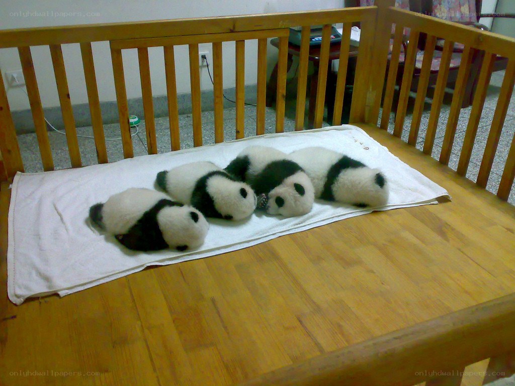 Panda cubs in a crib