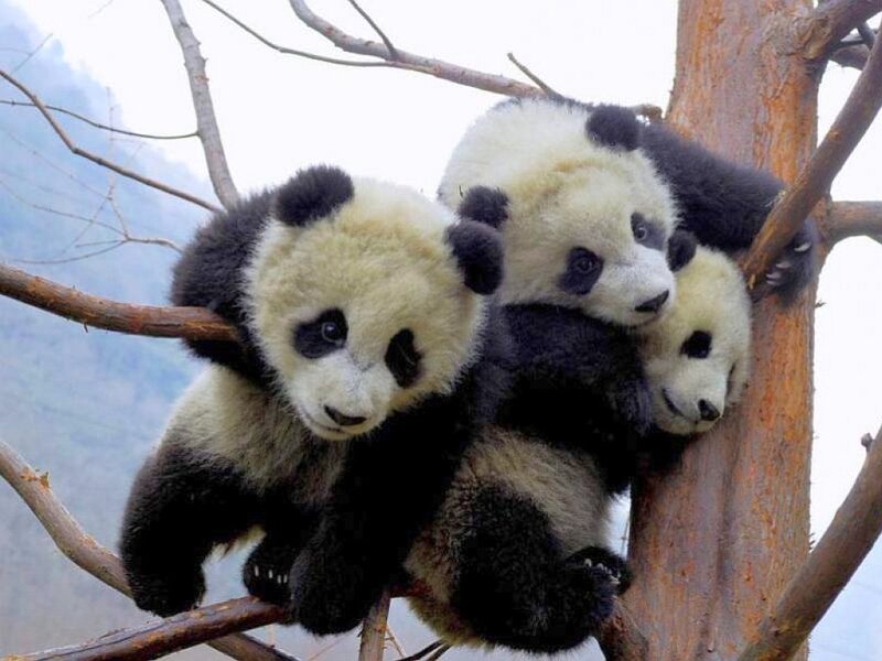 Panda cubs in a tree