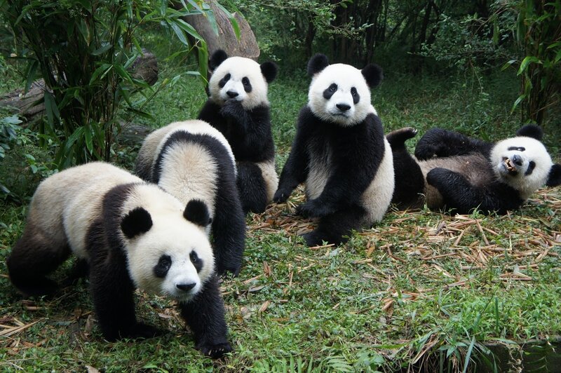 Panda Cubs in Forest